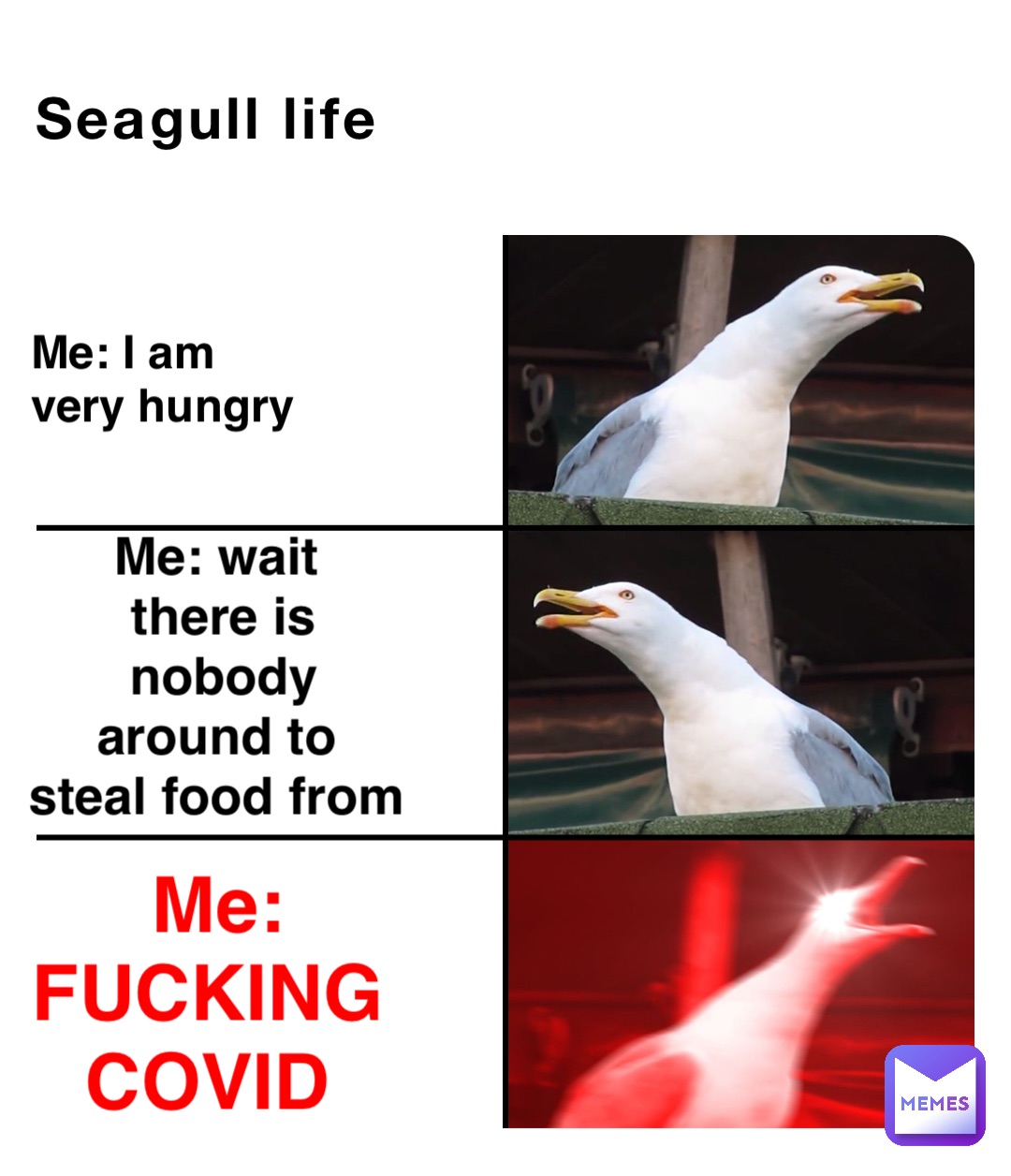 Seagull life Me: I am 
very hungry Me: wait
there is 
nobody around to
steal food from Me: 
FUCKING 
COVID