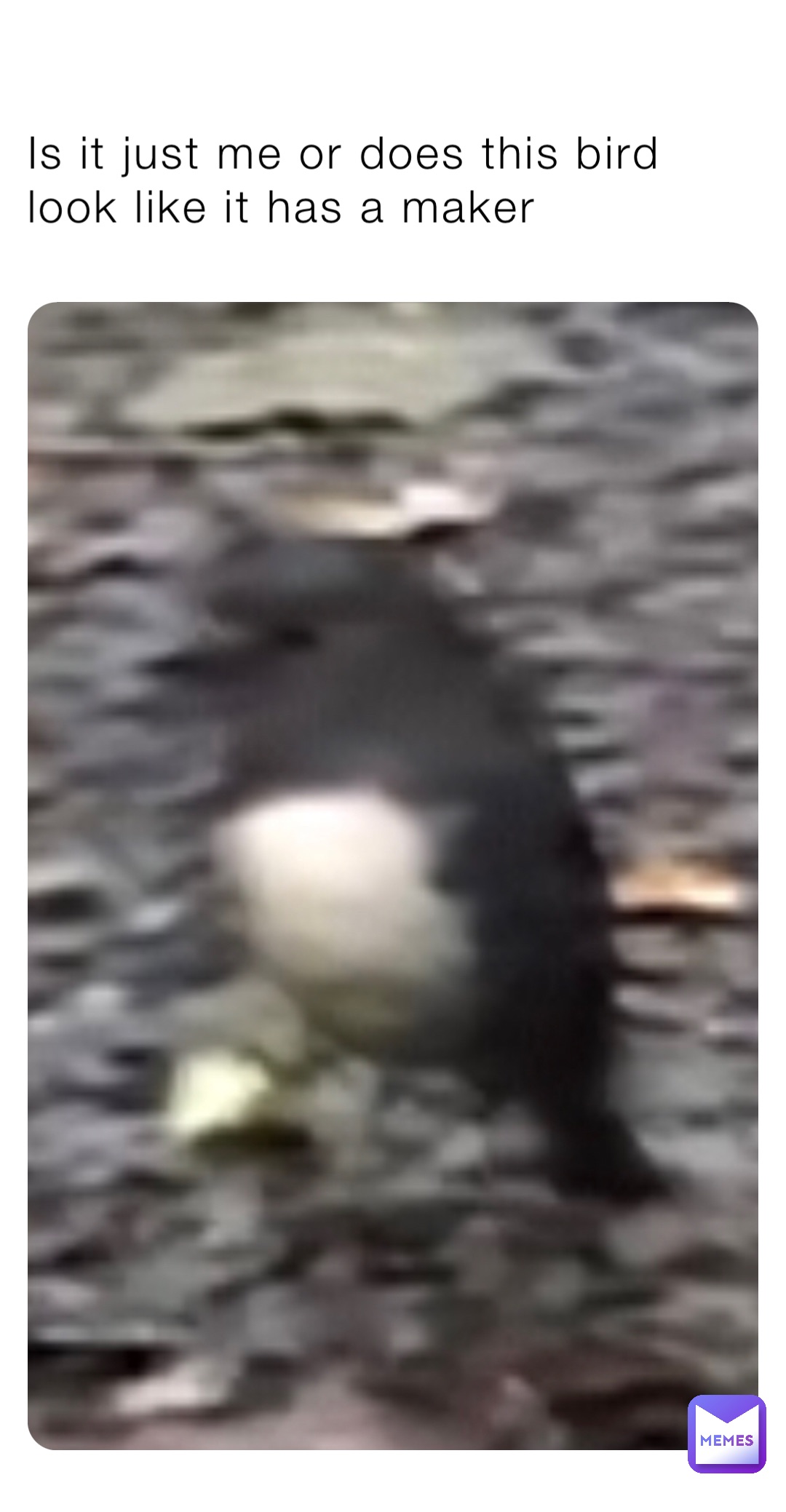 Is it just me or does this bird look like it has a maker