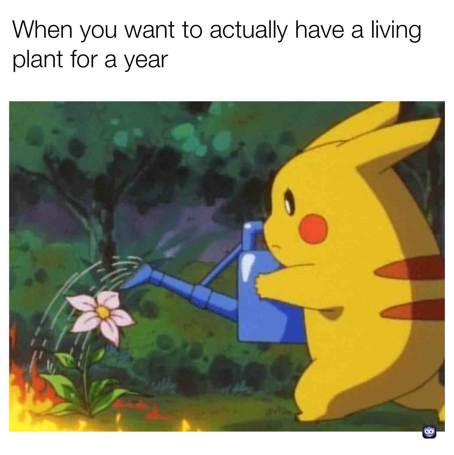 Meme preview