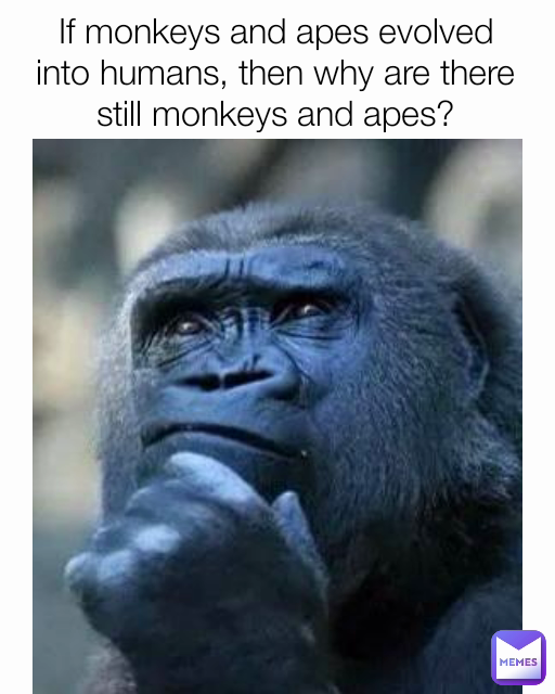 If monkeys and apes evolved into humans, then why are there still monkeys and apes?