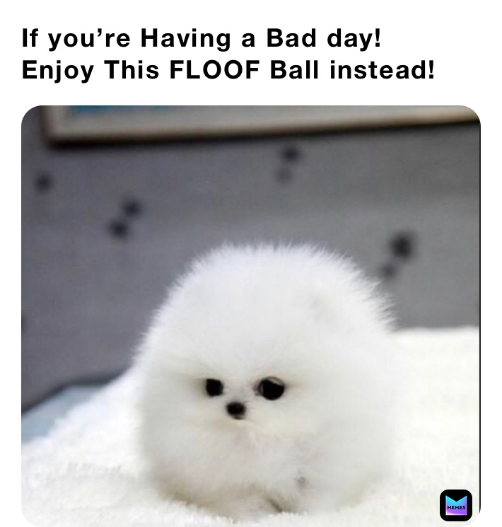 floof ball dog