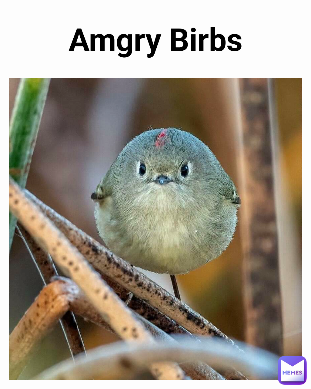 Amgry Birbs