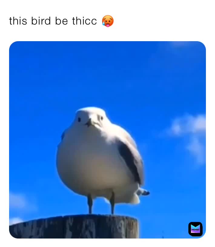 BIRD= THICC