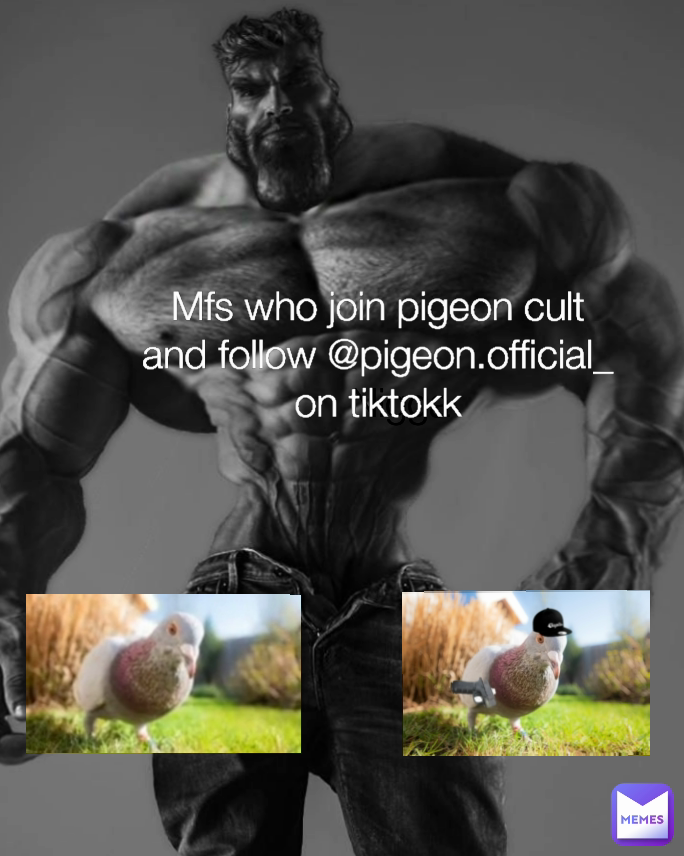 Mfs who join pigeon cult and follow @pigeon.official_  on tiktokk Nigga