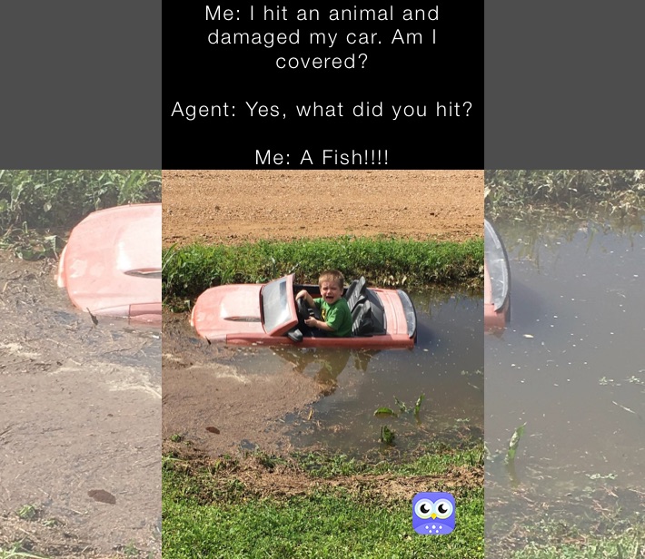 Me: I hit an animal and damaged my car. Am I covered?

Agent: Yes, what did you hit?

Me: A Fish!!!!