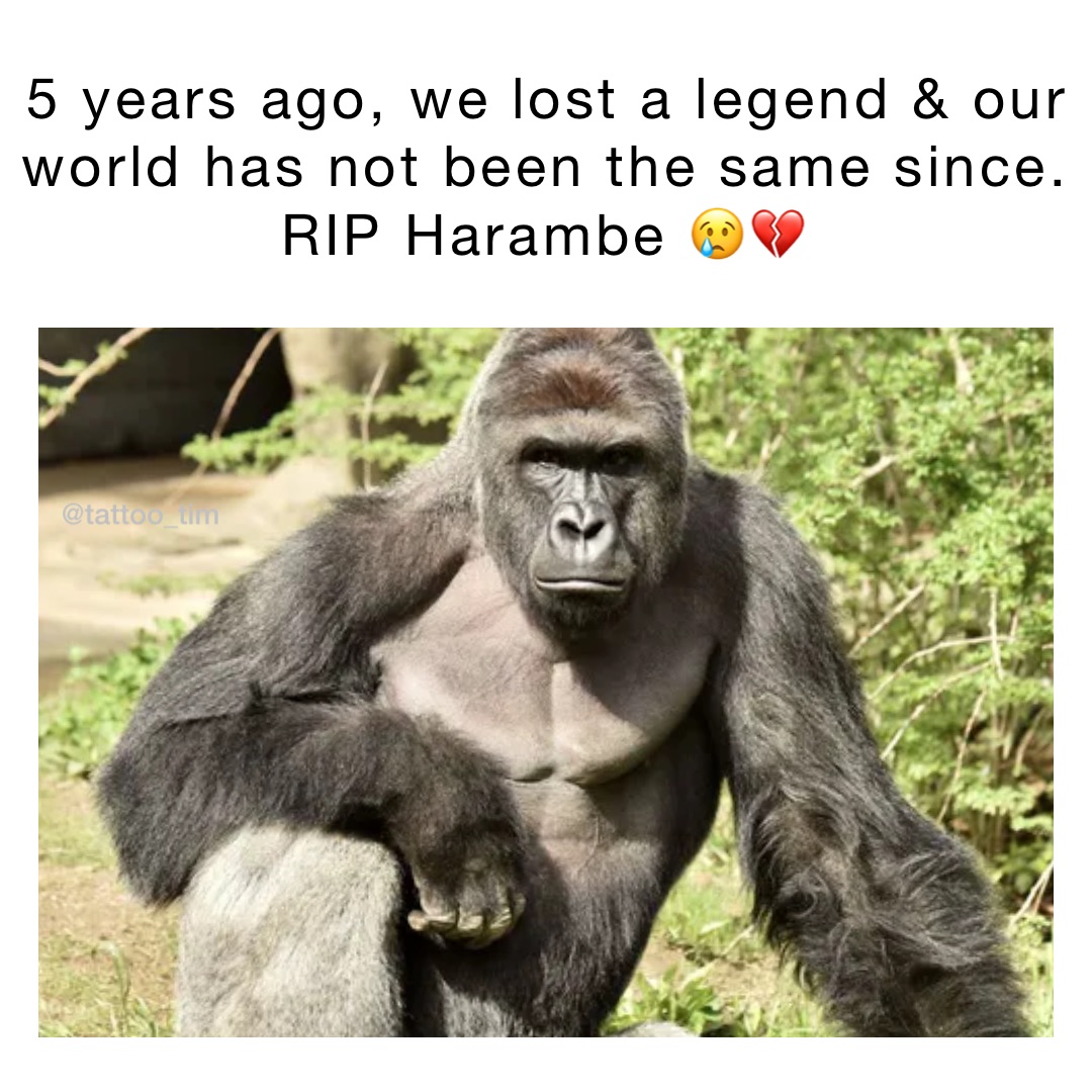 5 years ago, we lost a legend & our world has not been the same since.
RIP Harambe 😢💔