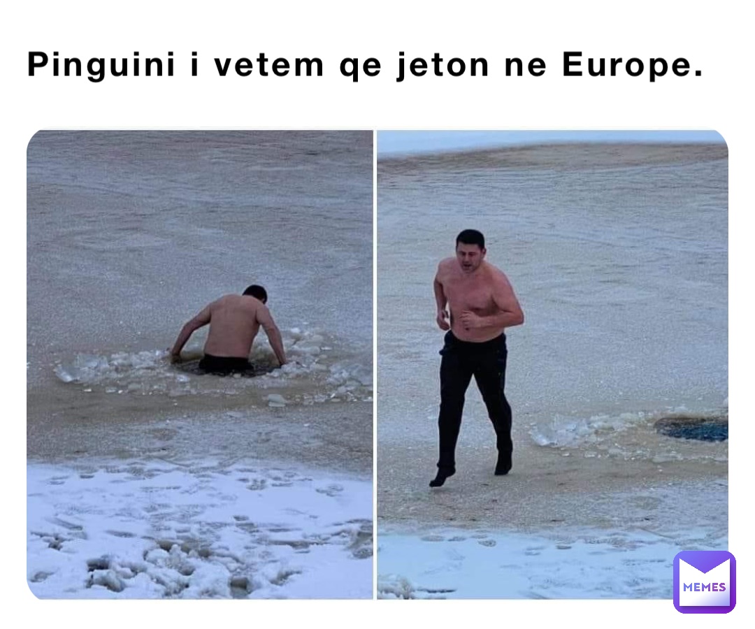 Pinguini i vetem qe jeton ne Europe.