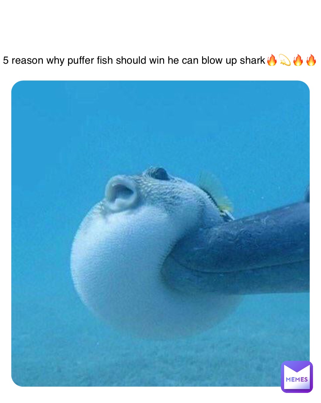 Double tap to edit 5 reason why puffer fish should win he can blow up shark🔥💫🔥🔥