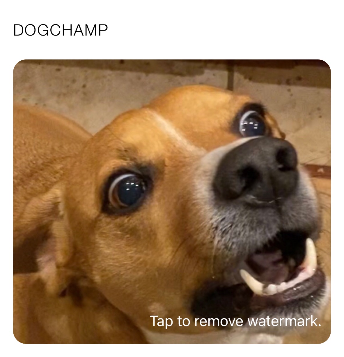 DOGCHAMP