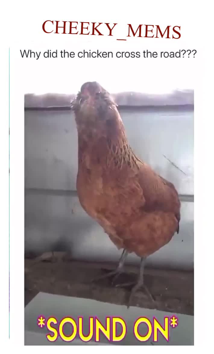 Classic joke 😅😅  #jokes  #chicken   #classicjoke  #memesdaily  #memesdaily