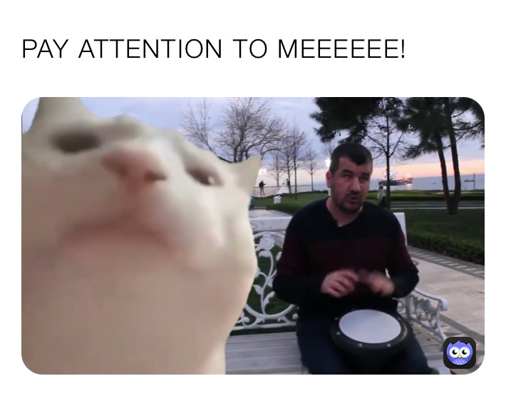 PAY ATTENTION TO MEEEEEE!