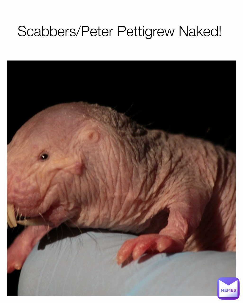 Scabbers/Peter Pettigrew Naked! 