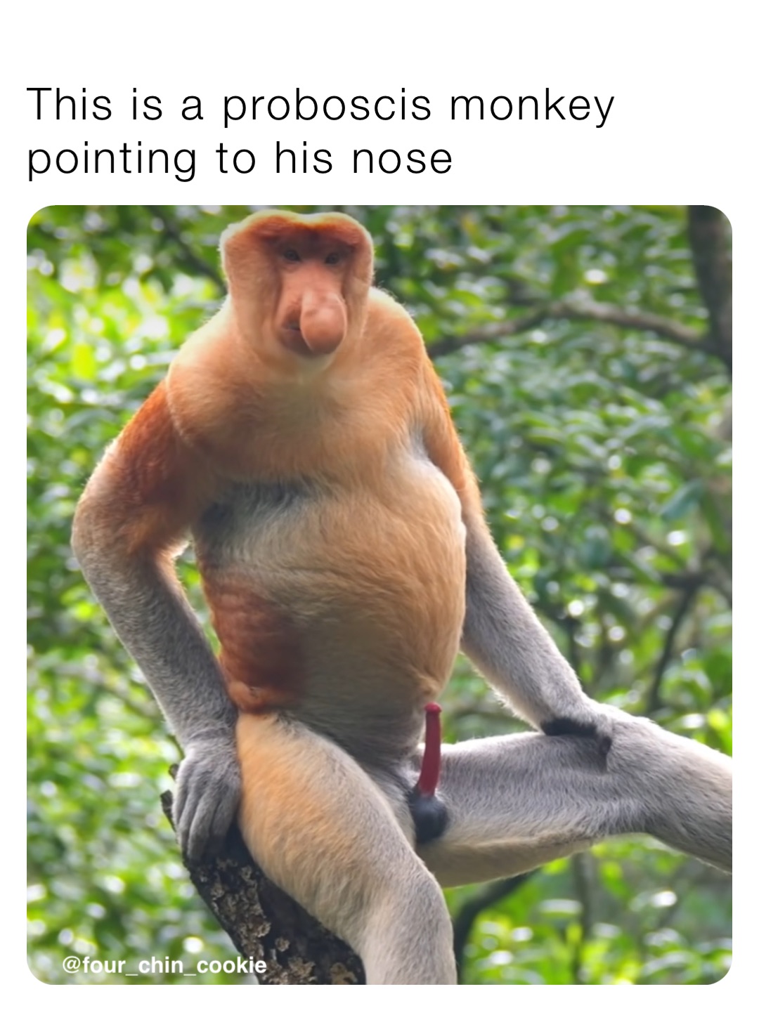 This is a proboscis monkey pointing to his nose