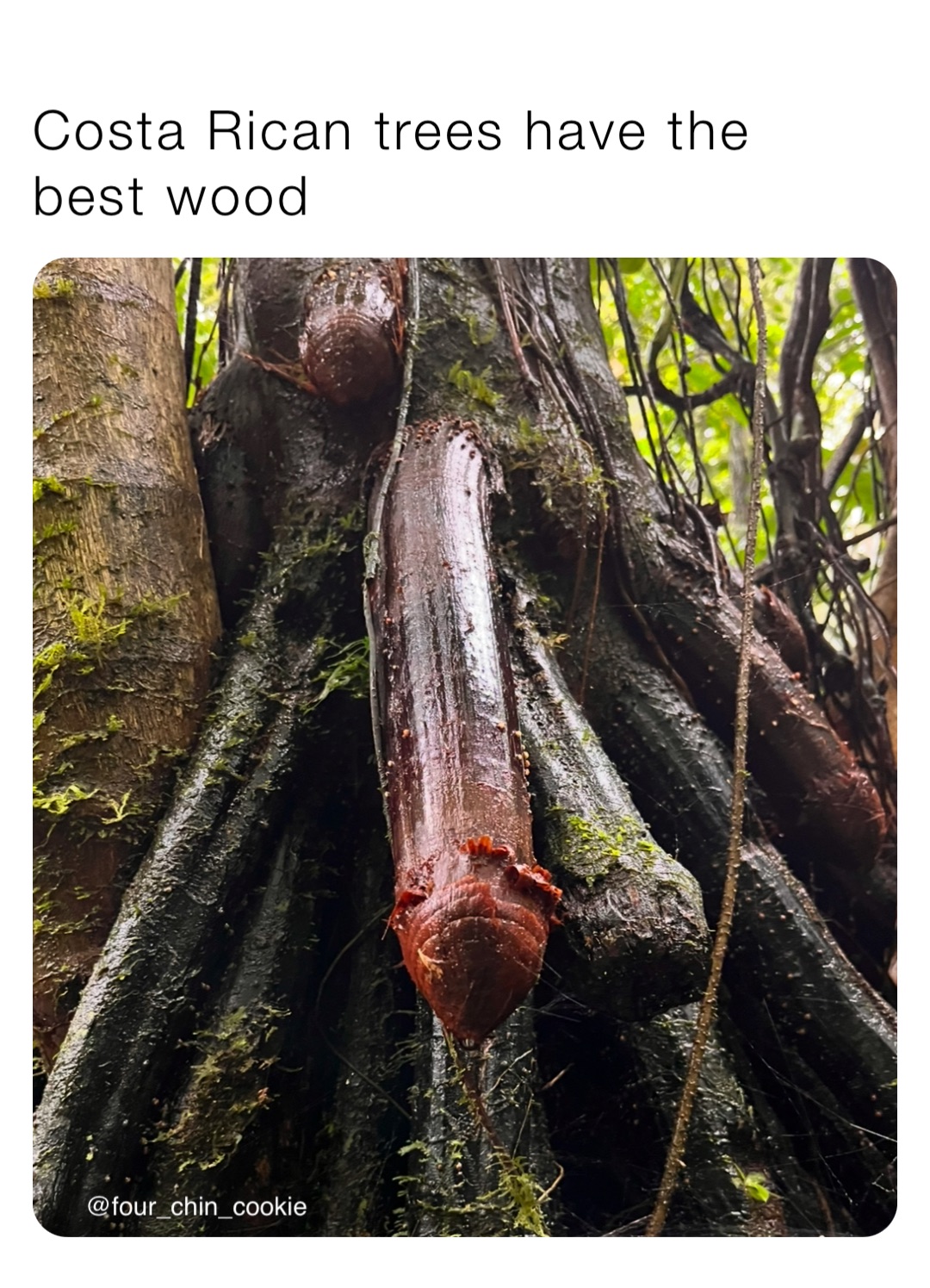 Costa Rican trees have the best wood