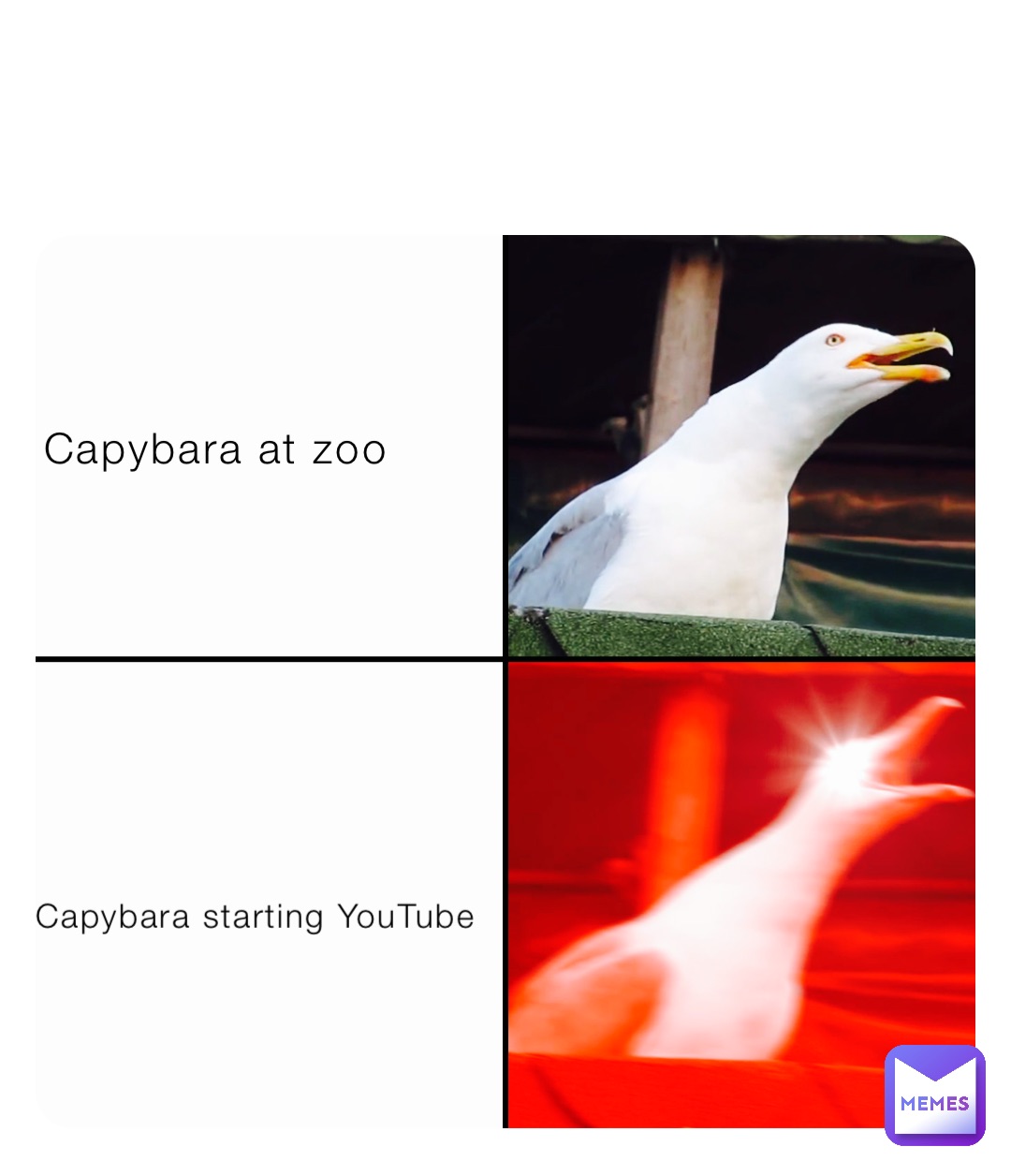 Capybara at zoo Capybara starting YouTube