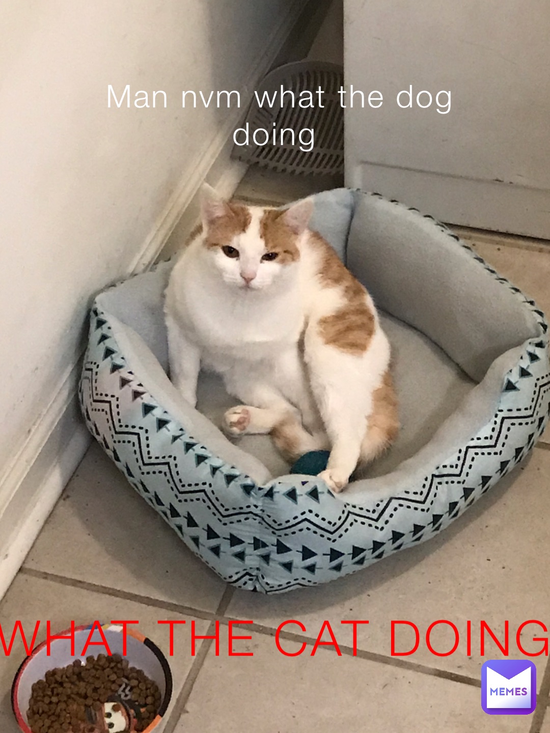 Man Nvm What The Dog Doing What The Cat Doing | @Yeetgodog | Memes