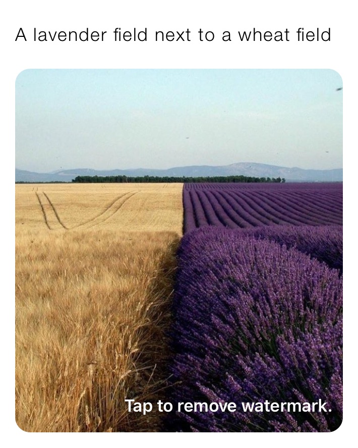 A lavender field next to a wheat field 