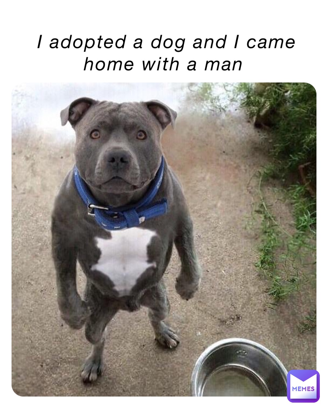 I adopted a dog and I came home with a man