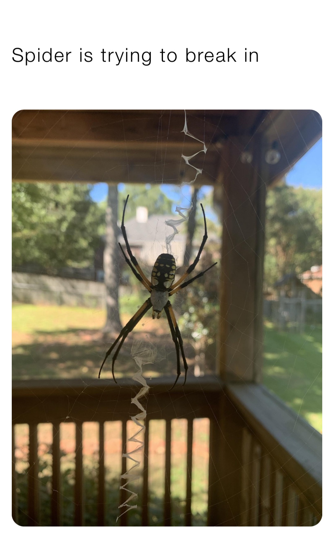 Spider is trying to break in
