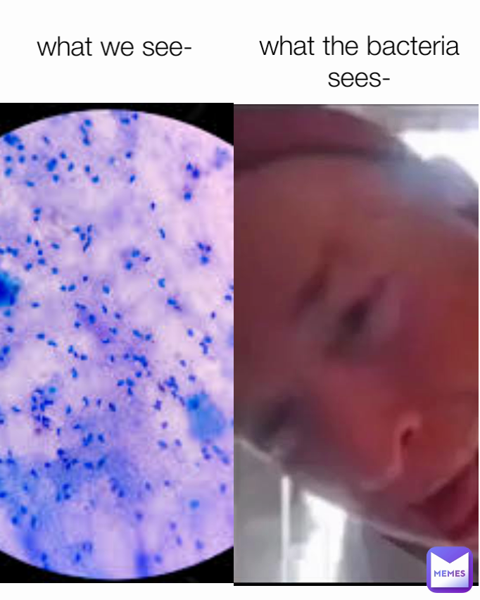 what we see- what the bacteria sees- | @wildedjoewhoe | Memes