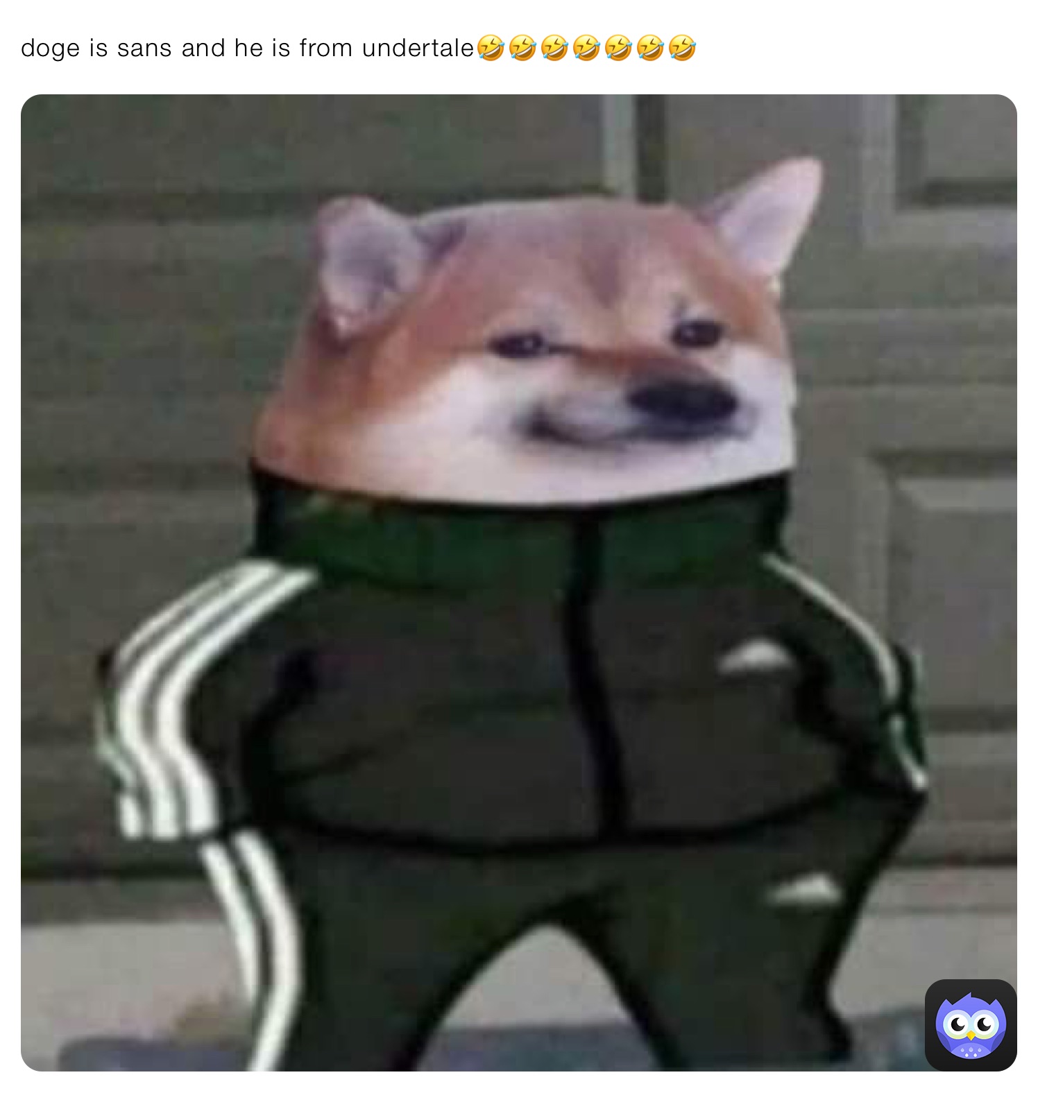 doge is sans and he is from undertale🤣🤣🤣🤣🤣🤣🤣