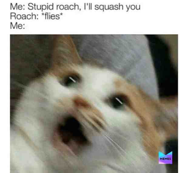 Meme shared by @scaredhamster