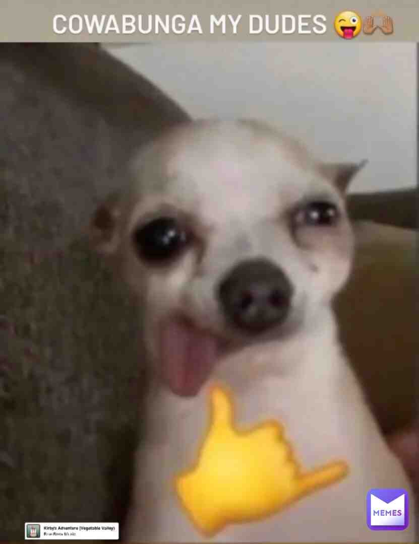 My dog stole my phone and took a picture