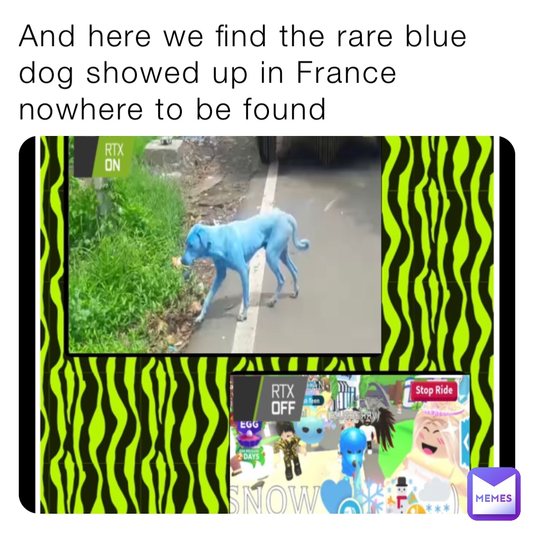 And here we find the rare blue dog showed up in France nowhere to be found