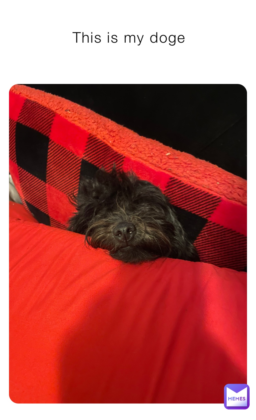 This is my doge
