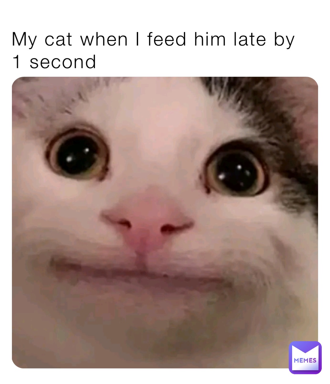 My cat when I feed him late by 1 second