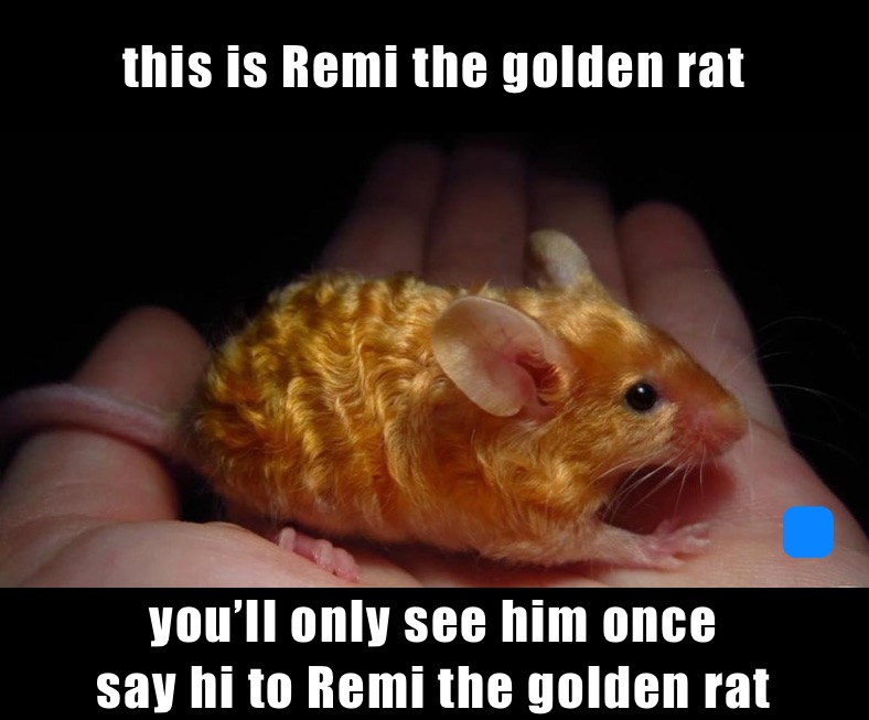 this is Remi the golden rat you’ll only see him once
say hi to Remi the golden rat