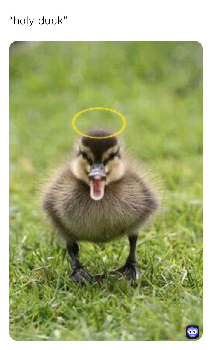 “holy duck”