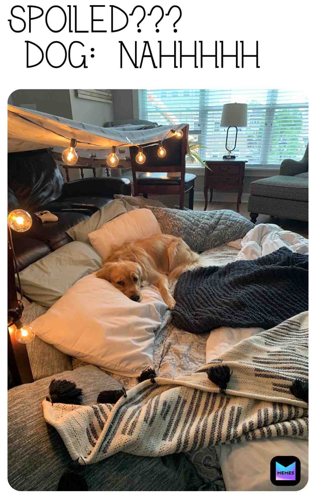 My Dog....Spoiled?
Spoiled=Strong word
Maybe....the best explanation is...Yep. She is convinced she is a human. Lays her head on our pillow, won\u2019t eat veggie straws bc they taste like veggies, and won\u2019t go outside by herself!
So....this meme speaks nothing but the truth
#dogmemes \u200b #spoiledddd \u200b # # # \u200b #doglife \u200b #quarantinevibes \u200b #ihavenoidea \u200b #borederthanbored \u200b #okie \u200b #bored