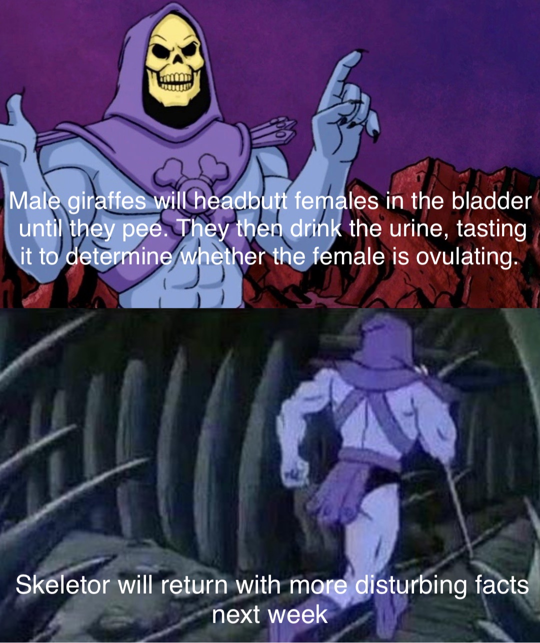 Double tap to edit Male giraffes will headbutt females in the bladder until they pee. They then drink the urine, tasting it to determine whether the female is ovulating. Skeletor will return with more disturbing facts next week