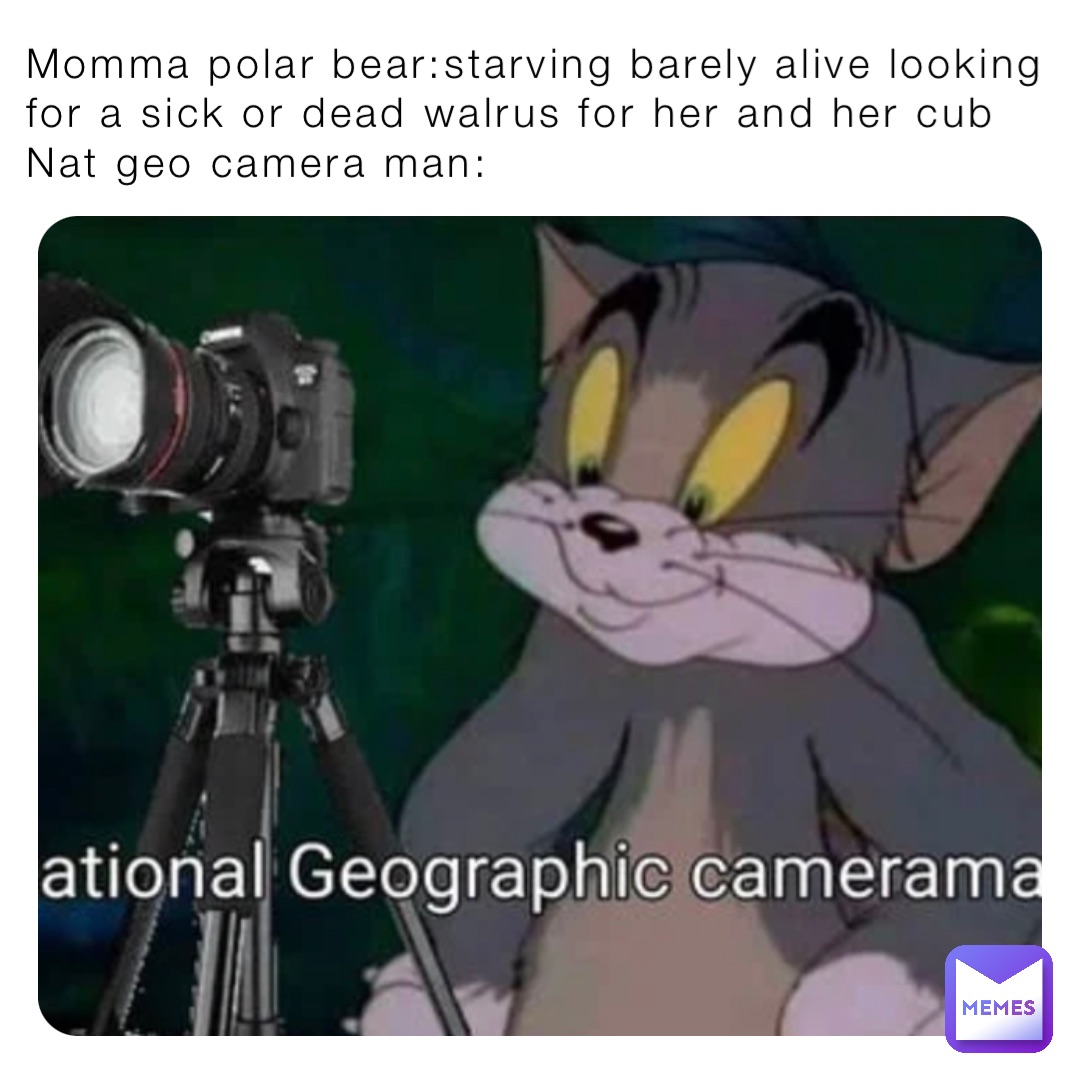 Momma polar bear:starving barely alive looking for a sick or dead walrus for her and her cub
Nat geo camera man: