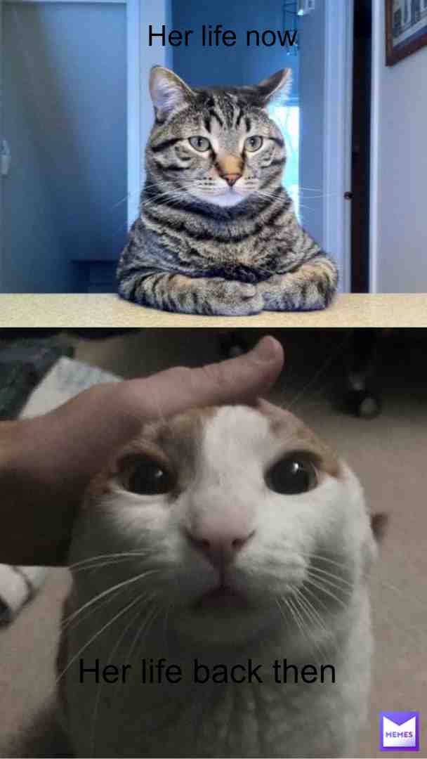 cat cat cat cat cat cat cat cat cat cat cat cat cat cat cat cat cat cat cat cat cat cat cat cat cat cat cat cat cat cat cat cat cat cat cat cat cat cat cat cat cat cat cat cat cat cat cat cat cat cat cat cat cat cat cat cat cat cat cat cat cat cat cat cat cat cat cat cat cat cat cat cat cat cat cat cat cat cat cat cat cat cat cat cat cat cat cat cat cat cat cat cat cat cat cat cat cat cat cat cat cat cat cat cat cat cat cat cat cat cat cat cat cat cat cat cat cat cat cat cat cat cat cat cat cat cat cat cat cat cat cat cat cat cat cat cat cat cat cat cat cat cat cat cat cat cat cat cat cat cat cat cat cat cat cat cat cat cat cat cat cat cat cat cat cat cat cat cat cat cat cat cat cat cat cat cat cat cat cat cat cat cat cat cat cat cat cat cat cat cat cat cat