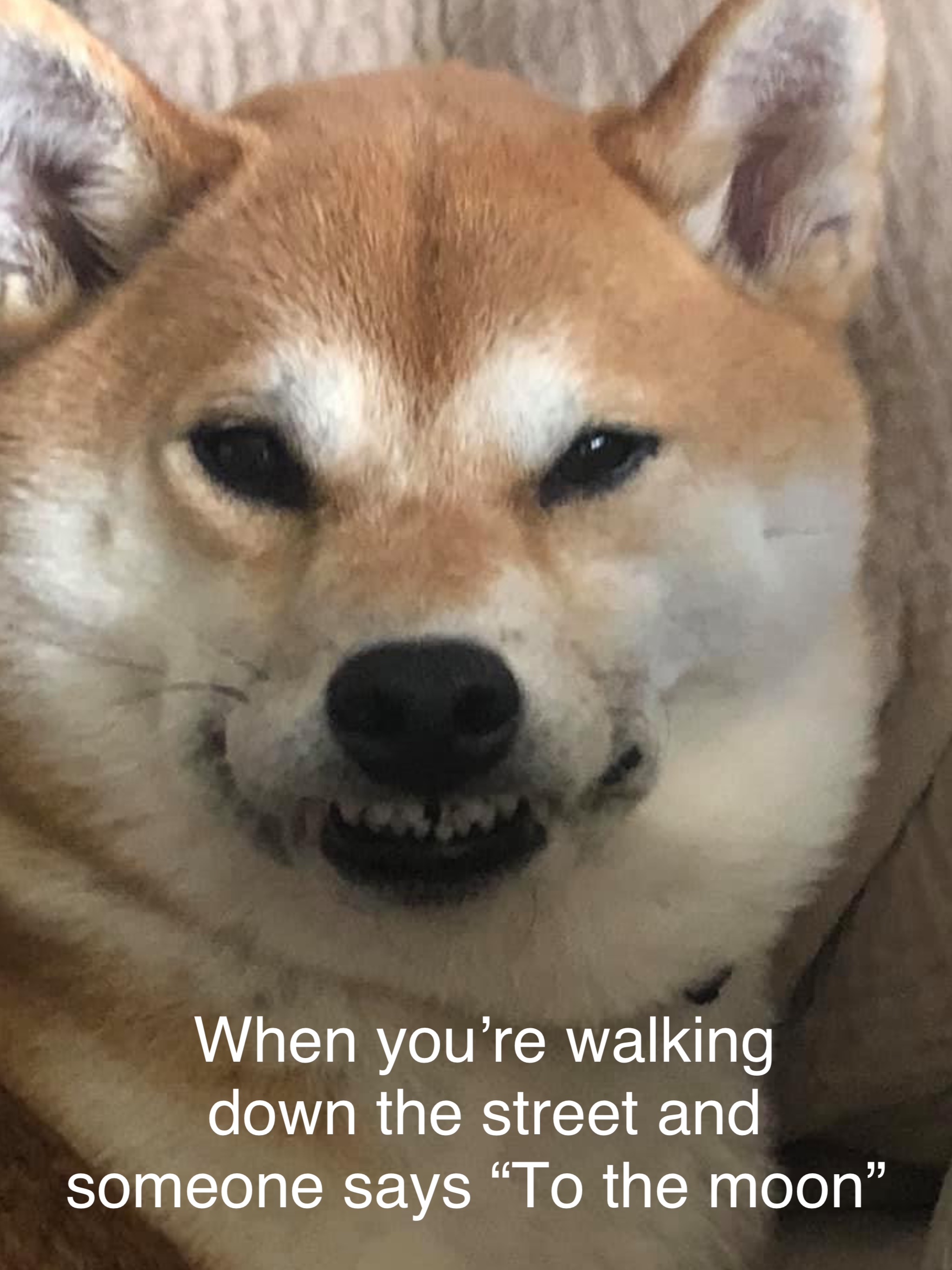 When you’re walking 
down the street and 
someone says “To the moon”