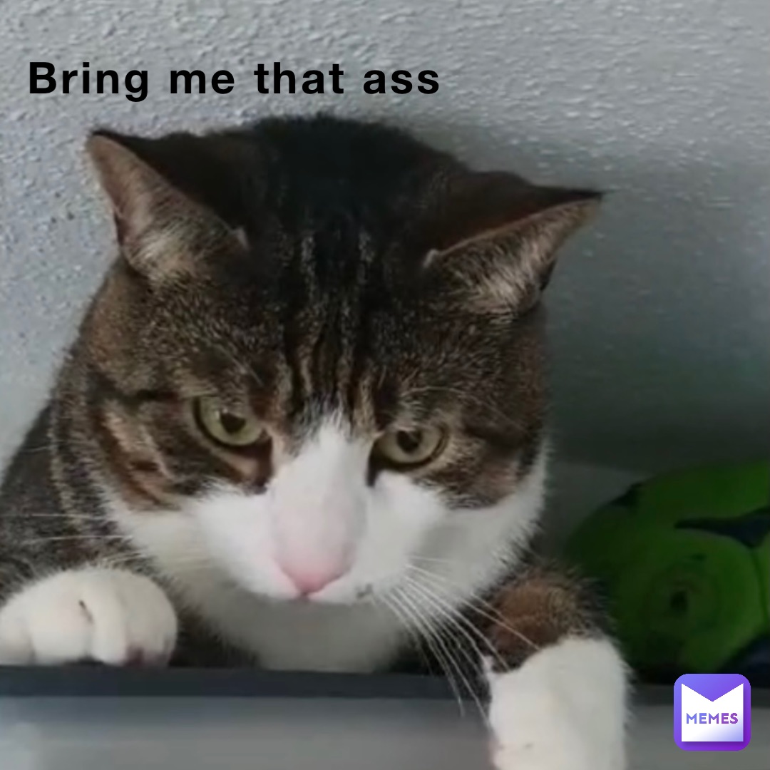 Dat Ass Cat Meme