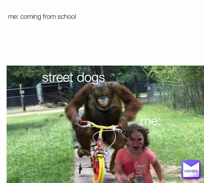 me: coming from school street dogs me: