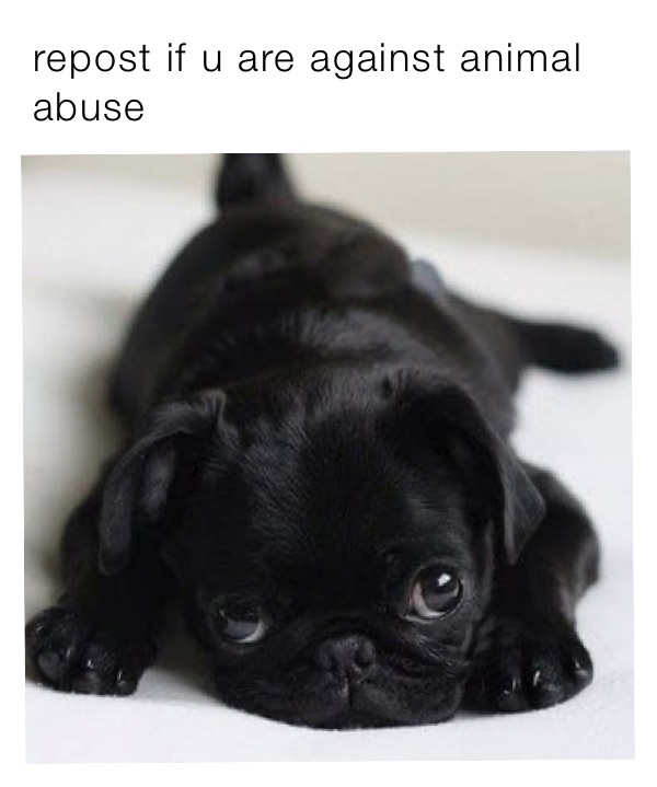 repost if u are against animal abuse 