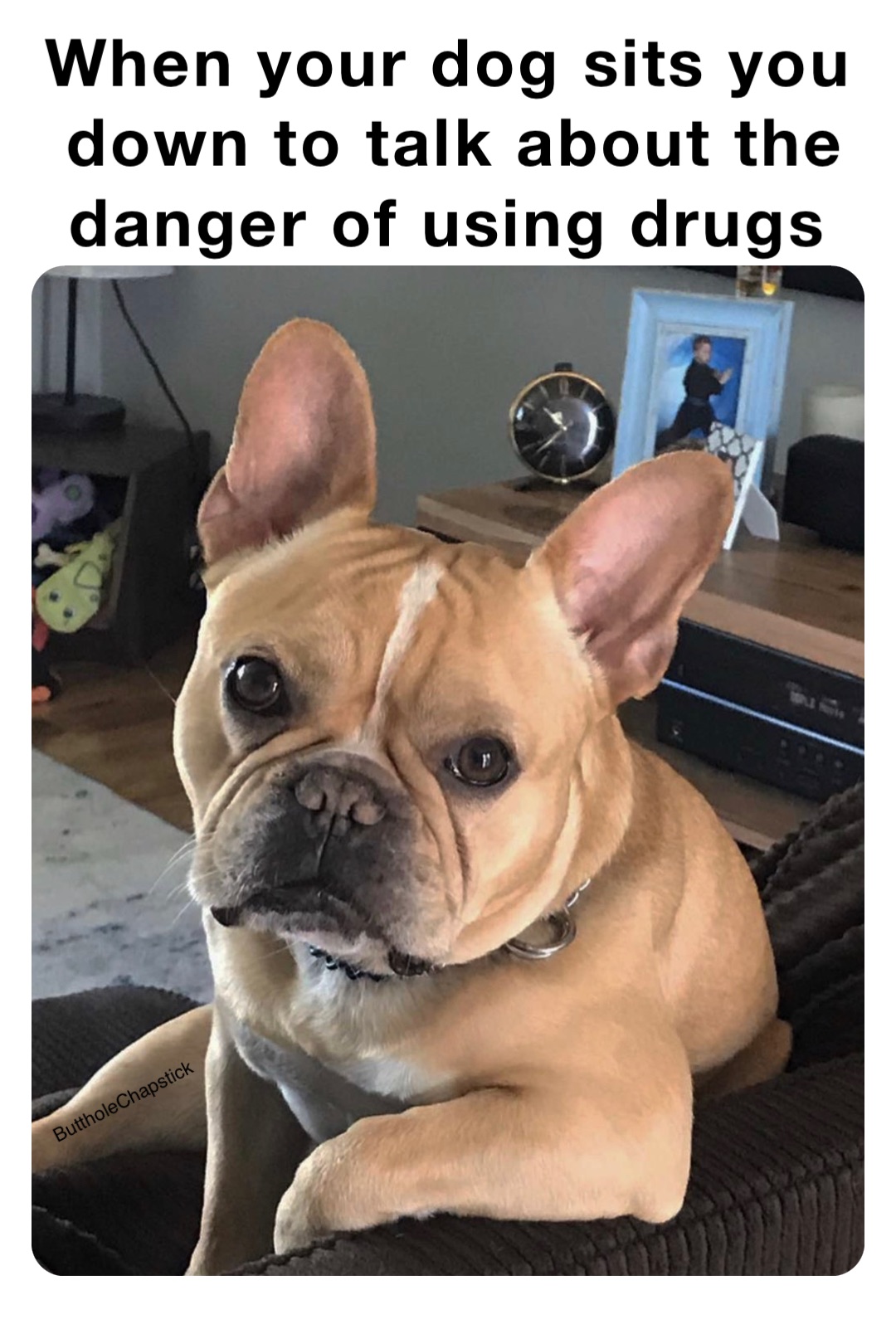 When your dog sits you down to talk about the danger of using drugs