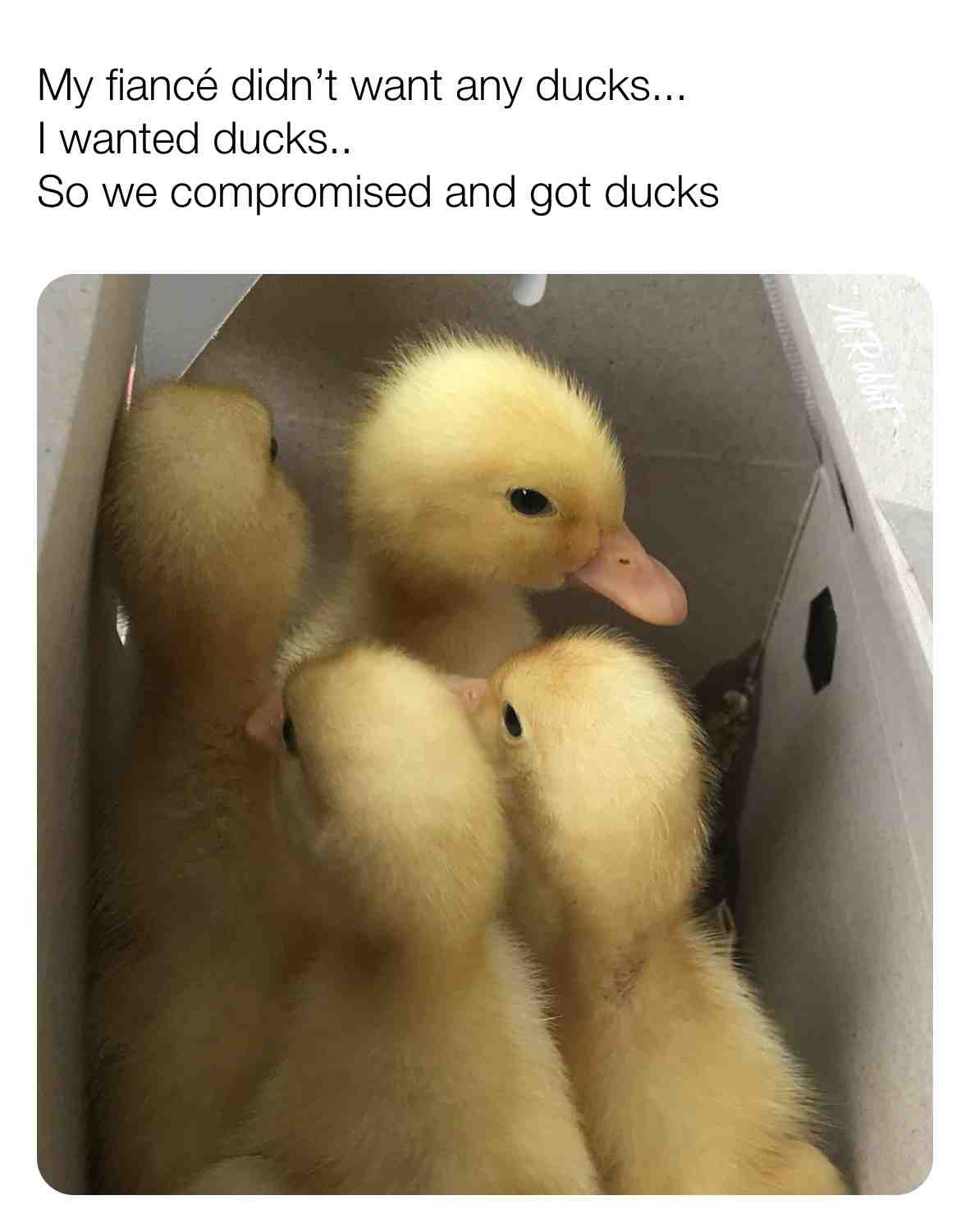 #ducks  #memes  #pets  #animals  #farmlife  #farm