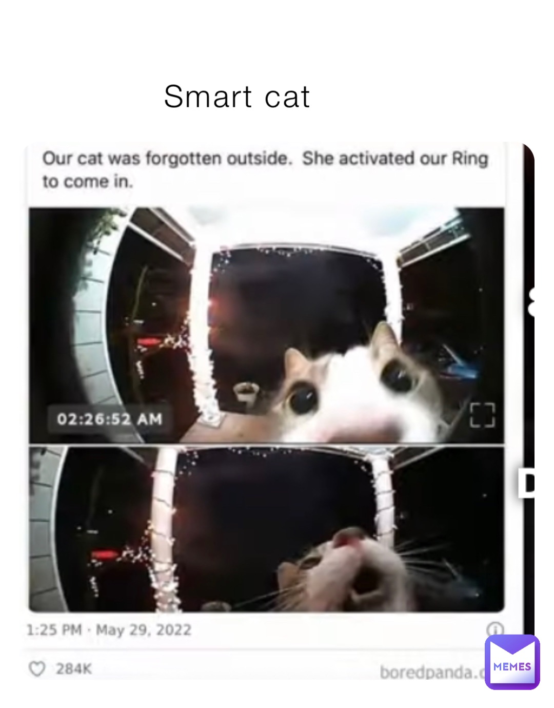 Smart cat