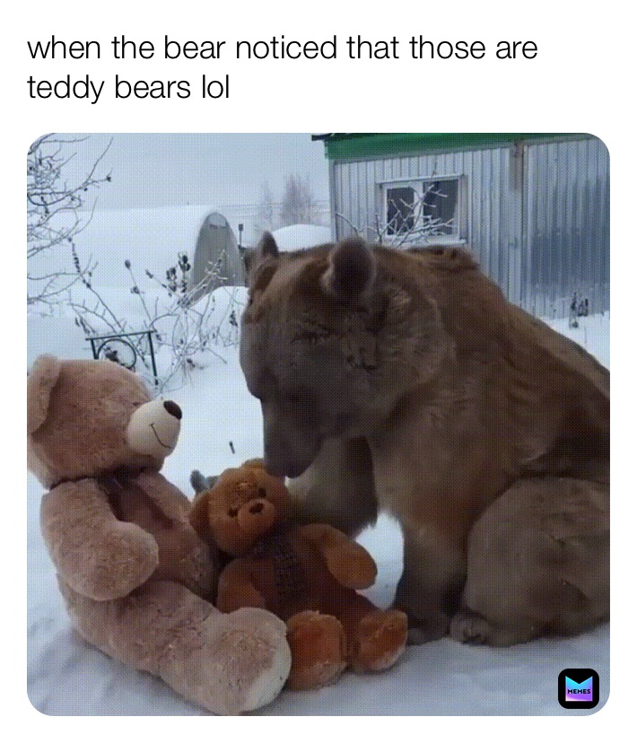 when the bear noticed that those are teddy bears lol 