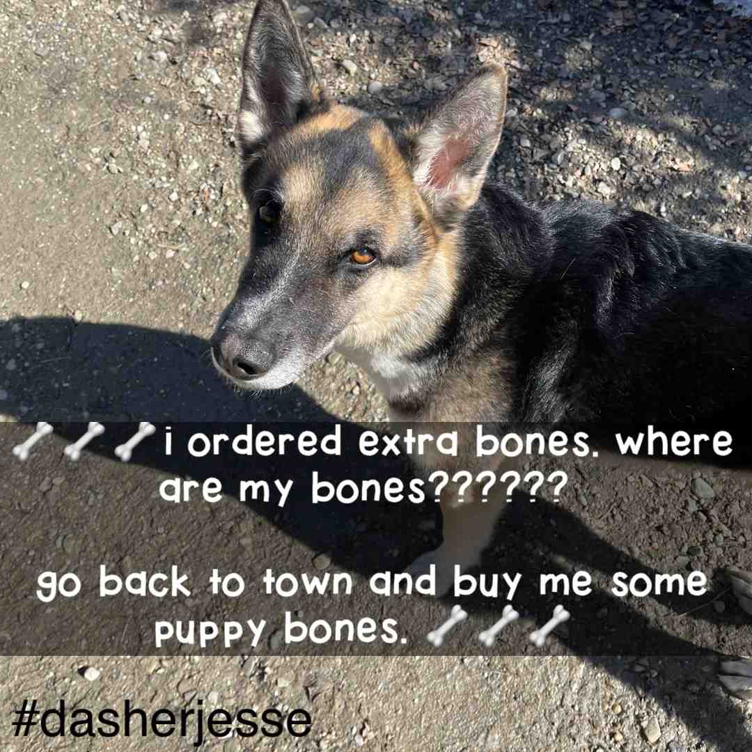 The look I got when I forgot to get more puppy bones last time I was in town. He was not too happy with me. #gooutanddashmakethatmoneymoney
#doordash
#dashers
#dasherhelptips
#doordasher
#dash”N”
#sidehustle
#Entrepreneur
#myownboss
#giglife
#dasherfamily
#dasherlife
#declineorders
“Go Out and Dash - Make That Money Money” ™️©️ - #DasherJesse.
Become a dasher. Use my link below. Get a bonus.
https://doordash.com/dasher/apply/Jesse-Mcbride-2268/