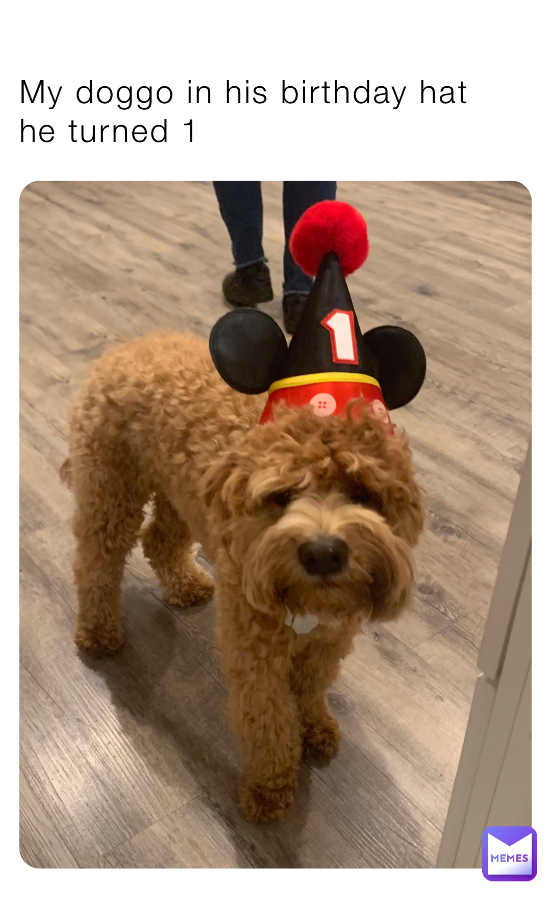 My doggo in his birthday hat he turned 1