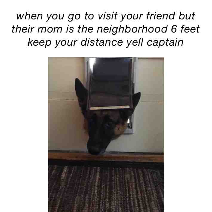 #dog #memes #socialdistancing #dailymemes #tagafriend #funnymemes
