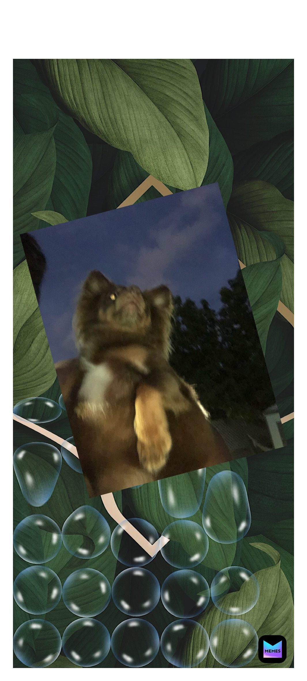 Meme by bowserthebeast