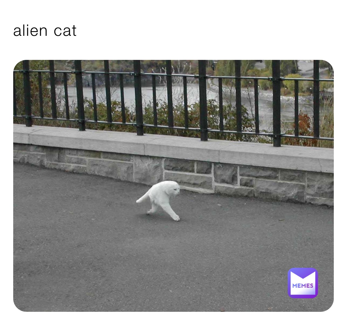 alien cat