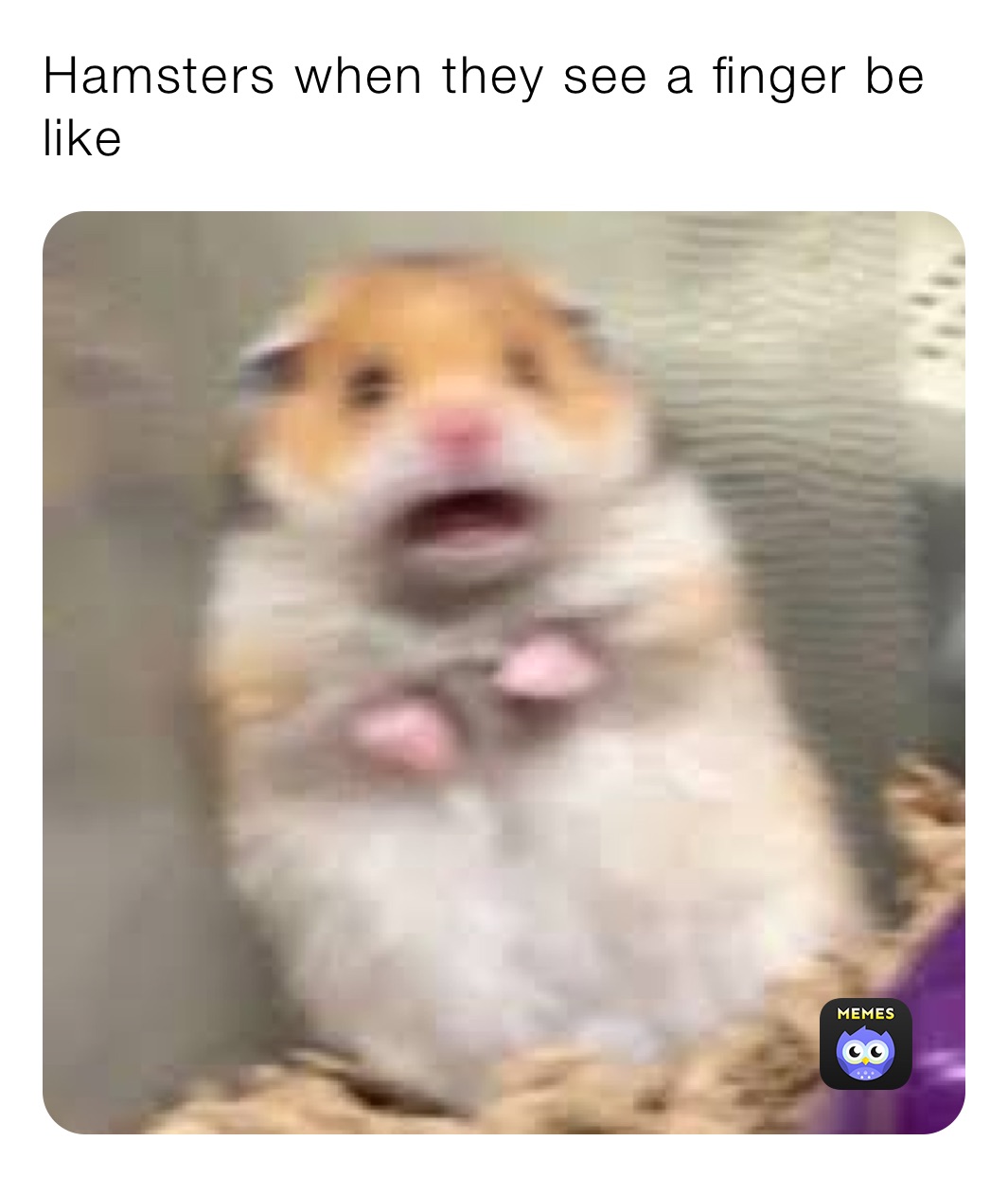 Hamsters when they see a finger be like